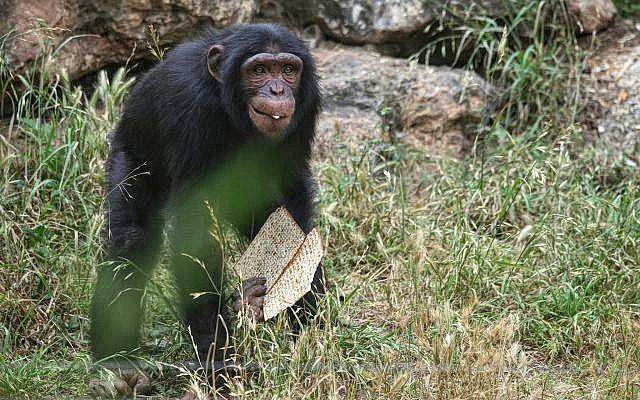 A Ramat Gan Safari állatai már az este beköszöntő Pészachra hangolódnak A Ramat Gan Safari állatai már az este beköszöntő Pészachra hangolódnak