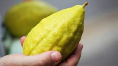Egy fantasztikus gyümölcs, Szukkot gyémántja: az Etrog (אתרוג) Egy fantasztikus gyümölcs, Szukkot gyémántja: az Etrog (אתרוג)
