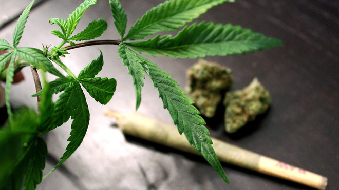 Támogatják a kannabisz szabadidős legalizálását Izraelben Támogatják a kannabisz szabadidős legalizálását Izraelben